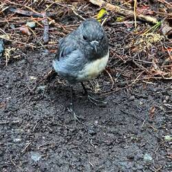 Just scratch the ground and he'll forage at your feet