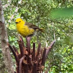 Such a rare bird - worth a second photo