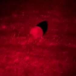 This is a female - told by its very long bill