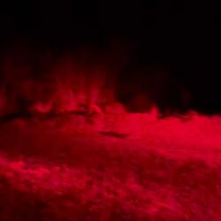 Much chasing by young males