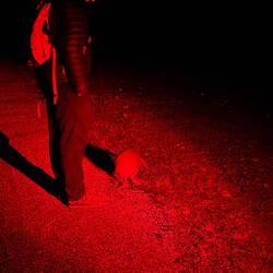 Tokoeka sometimes comes quite close