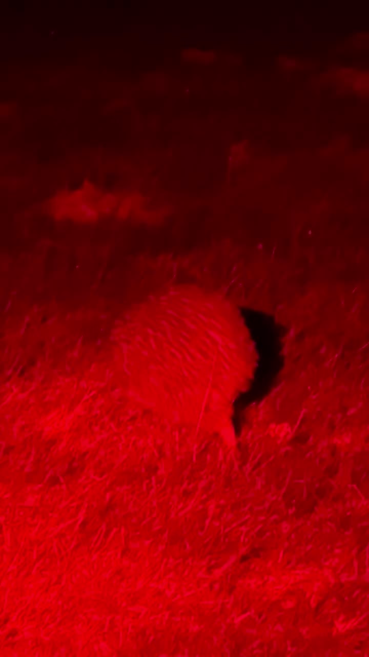 The Stewart Island Tokoeka