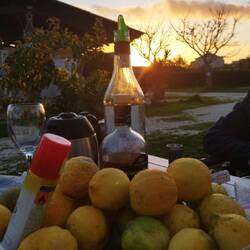 Zitronen als Mitbringsel 😂