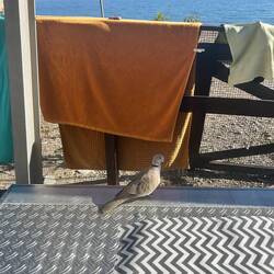 Diese Taube kommt uns jeden Tag besuchen.