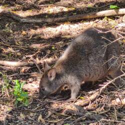 Pademelon am Fressen
