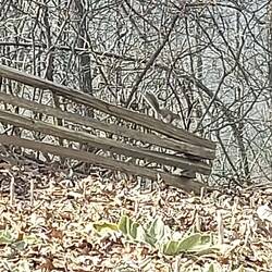 Alles voll mit den grauen Gesellen.