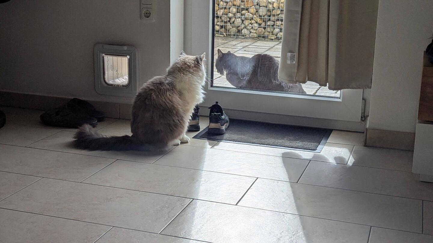 Ich sehe Dich 🐱