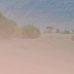 Babygiraffe und Schwarze Giraffe. Gibt's also auch, nicht bloß schwarze Schafe.