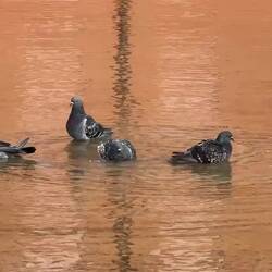 Taking a bath in the reflection of the Galli Theater — Rimini, Italy.
