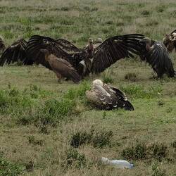 Spreading wings to cool off after eating.