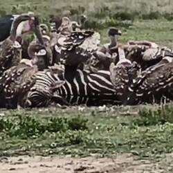 Vultures and maribou storks feasting on a zebra.