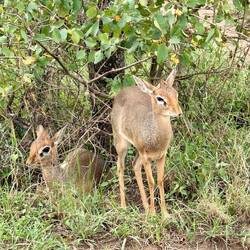 Dik diks. So cute.
