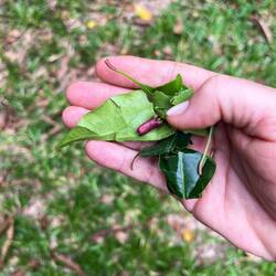 Nelken Blatt und Frucht