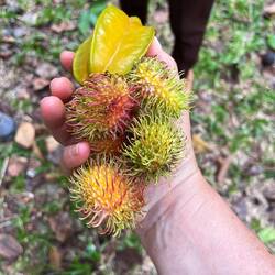 Steinfrucht und gelbe Lychee