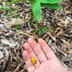 Curcuma Pflanze und Wurzel