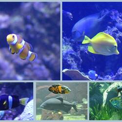 Sehr hübsch war auch das Aquarium