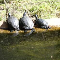 Warten sie auf Futter oder die Sonne???
