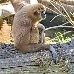 Er passt gut auf sein Baby auf!