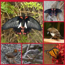 Das Schmetterlingshaus war entspannter!