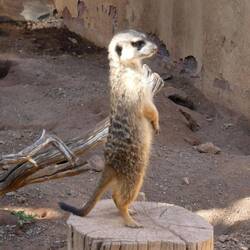 Da passt jemand gut auf!