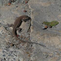 Einfach auf dem Gehweg unterwegs....