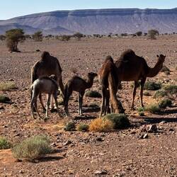 Roaming camels at the side of the road