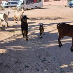 Unsere Freunde am Morgen