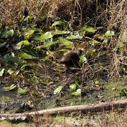 Kleiner Waschbär flüchtet..