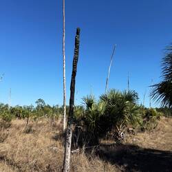 Spuren von einem Wildfire