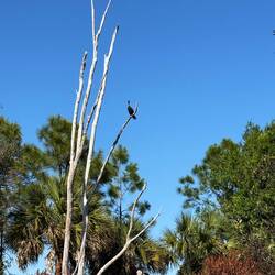 Außer einigen Vögeln und Schildkröten und kleinen Waschbären keine Tiere gesichtet