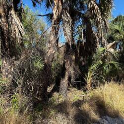 Auch hier Feuer Spuren....