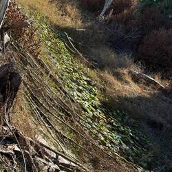 Der Kanal ganz mit Seerosen zugewuchert