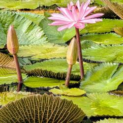 Der Rio Dulce ist 43 km lang die breiteste Stelle hat 1,5 km
