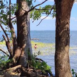 ... gefischt wird mit einer Schnur ...