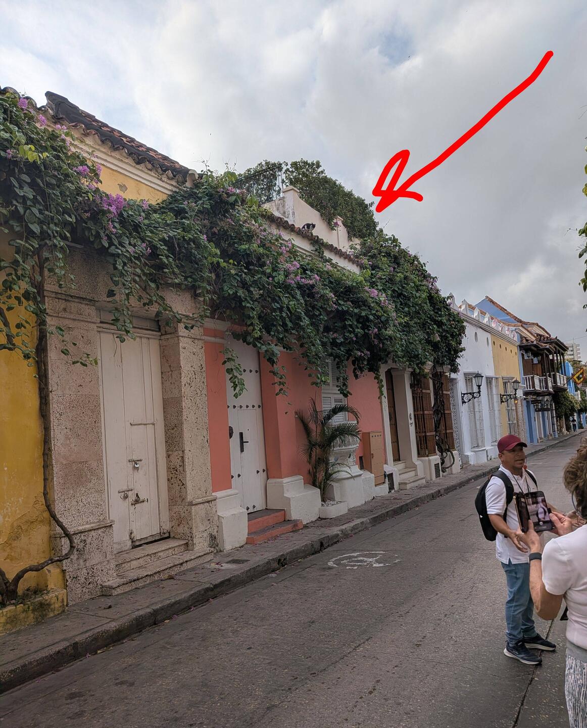 Cat on a hot clay roof