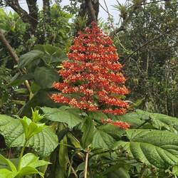 Schöne Pflanze im Regenwald