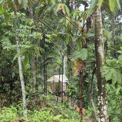 Man sieht immer wieder einfache Hütten im dichten Dschungel