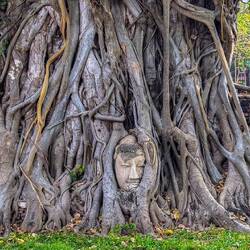 Ein Banyan-Baum (Wat Mahathat) mit dem vermutlich meist fotografierten Buddha-Kopf des Parks