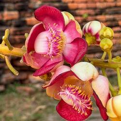 Ein Kanonenkugelbaum (Couroupita guianensis) - seine Blüten wachsen direkt aus dem Stamm