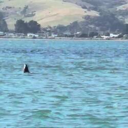 NZ sea lion thrashing its octopus lunch back and forth