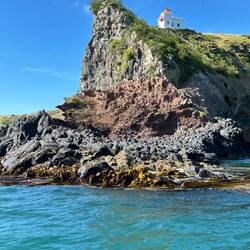 Shag (NZ cormorant) colony