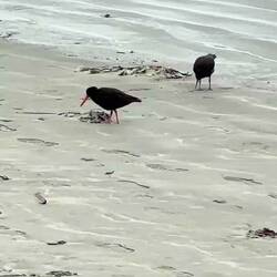 Oyster Catchers