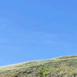 Northern Royal Albatross