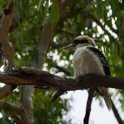 Kookaburra