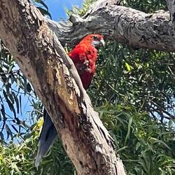 Crimson Rosella