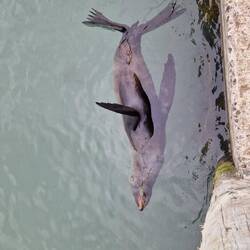 Schlafende Robbe im Wasser...