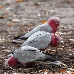 Galah's