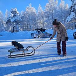 Teddy fährt Schlitten