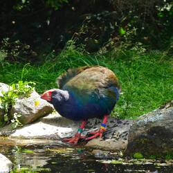 Takahe