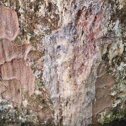 Harz wegen verletzter Rinde